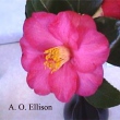 A. O. Ellison